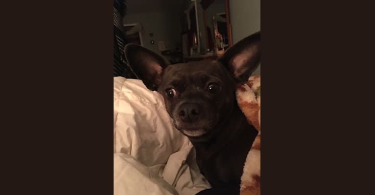 Lilly Laquidara, a Chihuahua and Miniature Pinscher mix tested with EmbarkVet.com