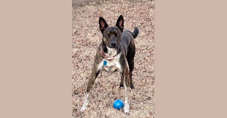 Photo of Butler, an Australian Cattle Dog, American Pit Bull Terrier, Chihuahua, and Mixed mix in Lakeside, Texas, USA