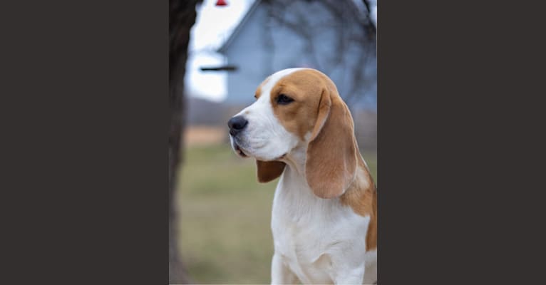 Brody, a Beagle tested with EmbarkVet.com