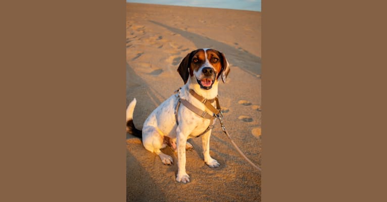 Beau, a Beagle and Rat Terrier mix tested with EmbarkVet.com