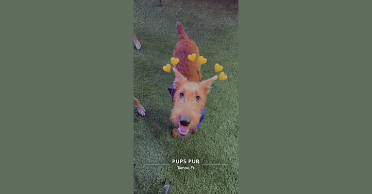 Photo of Gio, an Irish Terrier  in Missouri, USA