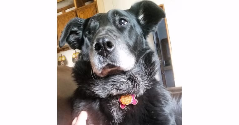 Sookie, a Labrador Retriever and Rottweiler mix tested with EmbarkVet.com