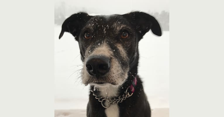 Lucy, a Staffordshire Terrier and Labrador Retriever mix tested with EmbarkVet.com
