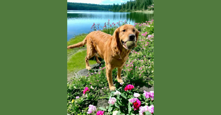 Baby Girl, a Golden Retriever tested with EmbarkVet.com