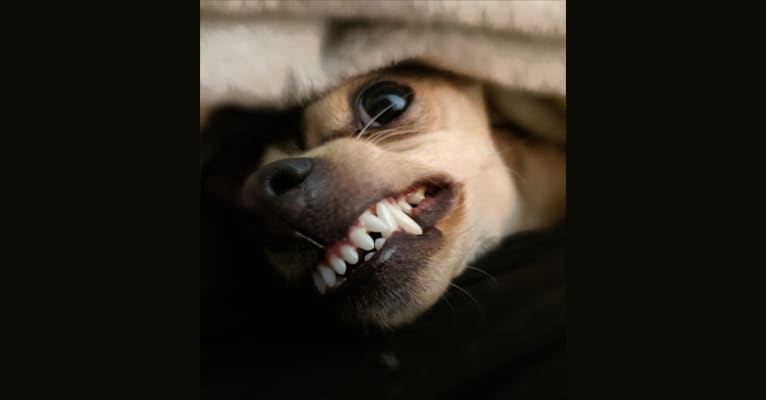Photo of Dexter, a Chihuahua  in Troy, Missouri, USA