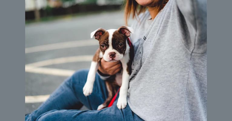 Luna, a Boston Terrier tested with EmbarkVet.com