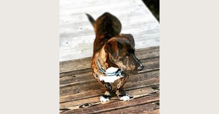 Dudley, a German Shepherd Dog and Labrador Retriever mix tested with EmbarkVet.com