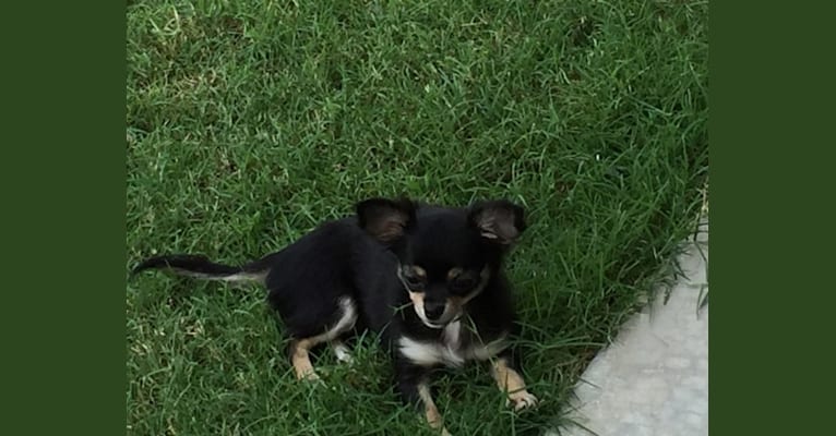 Lexi, a Chihuahua tested with EmbarkVet.com