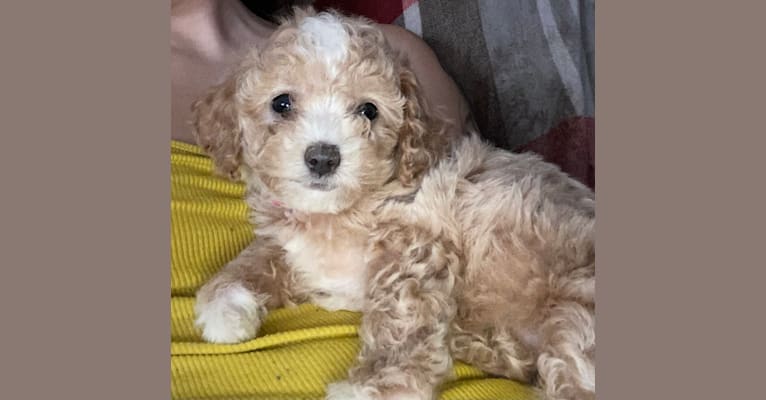 Photo of Baby, a Poodle (Small)  in 290 Post Oak Circle, Trinity, TX, USA