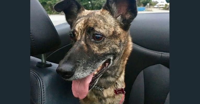 Zoey, a Formosan Mountain Dog tested with EmbarkVet.com