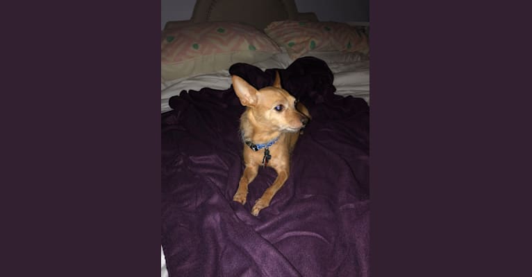 Tito, a Chihuahua and Pomeranian mix tested with EmbarkVet.com