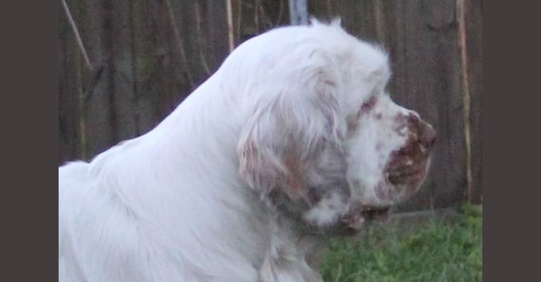 Photo of Geoff, a Clumber Spaniel  in Lake Charles, LA, USA