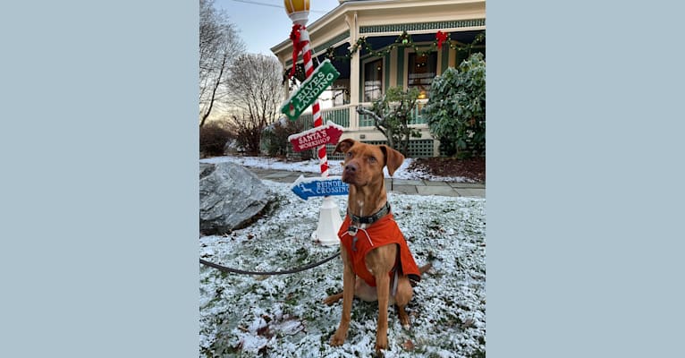 Photo of Rusty, an American Foxhound, American Pit Bull Terrier, and German Shepherd Dog mix in Rockland, Maine, USA