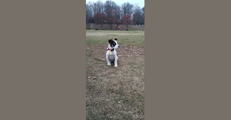 Leila, a German Shepherd Dog and Golden Retriever mix tested with EmbarkVet.com