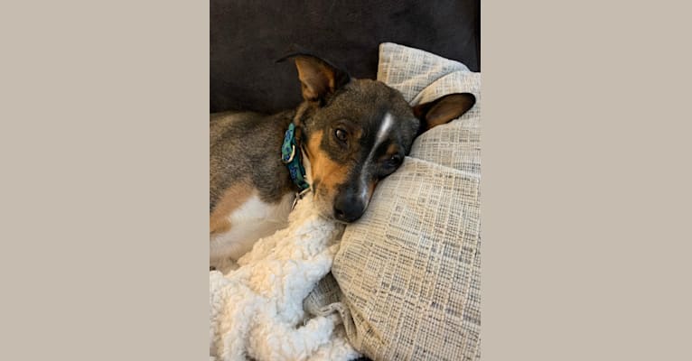Photo of Ollie, an American Pit Bull Terrier, Miniature Pinscher, Beagle, and Mixed mix in Tennessee, USA