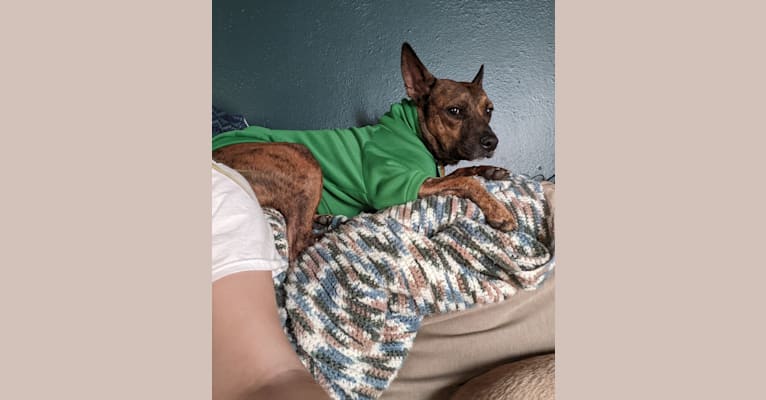 Scooby, an American Pit Bull Terrier and Australian Cattle Dog mix tested with EmbarkVet.com