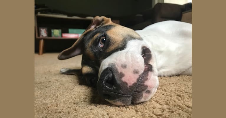 Linus, an American Pit Bull Terrier and Rottweiler mix tested with EmbarkVet.com