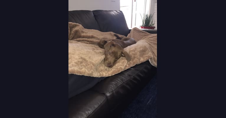 King, a Labrador Retriever and Australian Shepherd mix tested with EmbarkVet.com