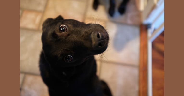 Hannah, a Beagle and Labrador Retriever mix tested with EmbarkVet.com