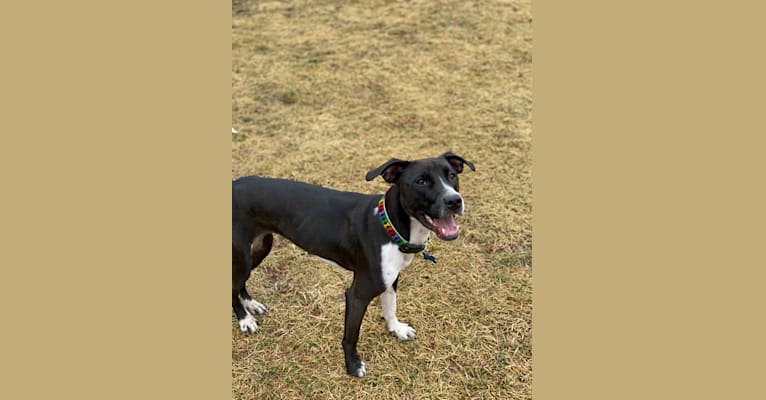 Photo of Ada, an American Pit Bull Terrier and Labrador Retriever mix in Alabama, USA