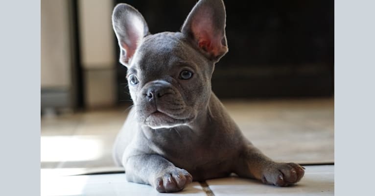 Zara, a French Bulldog tested with EmbarkVet.com