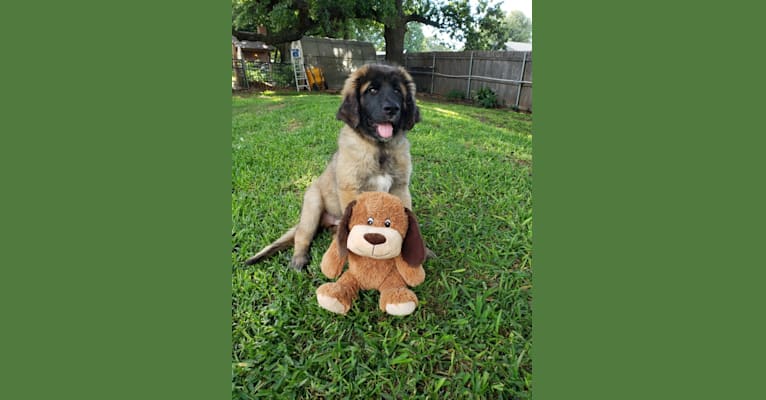 MacLeod, a Leonberger tested with EmbarkVet.com