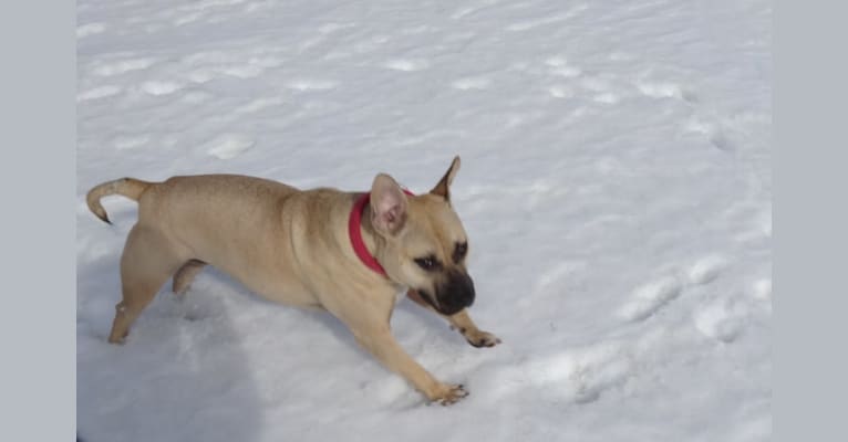 Photo of Teakie, an American Pit Bull Terrier  in Philadelphia, Pennsylvania, USA