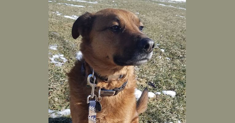 Embark Dog Dna Test Breed
