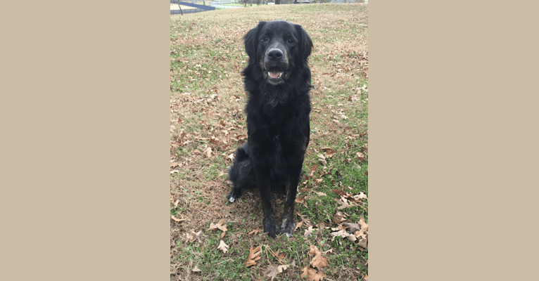Golden retriever english shepherd sale mix