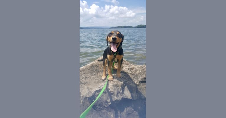 Embark Dog Dna Test Breed