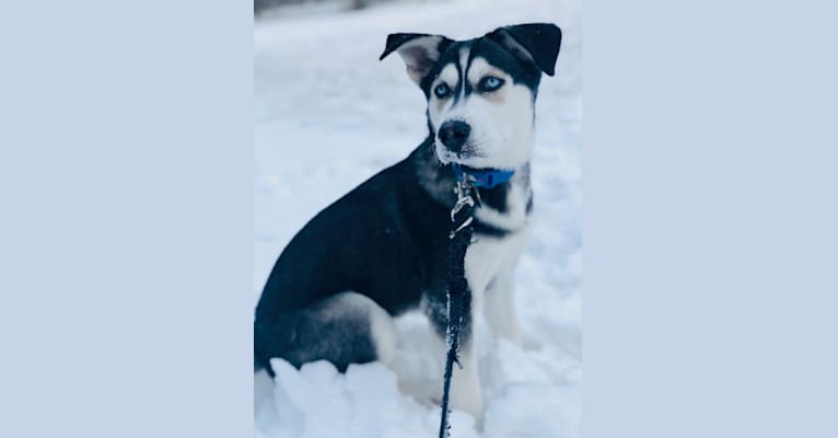 Oshie, a Siberian Husky and Great Pyrenees mix tested with EmbarkVet.com