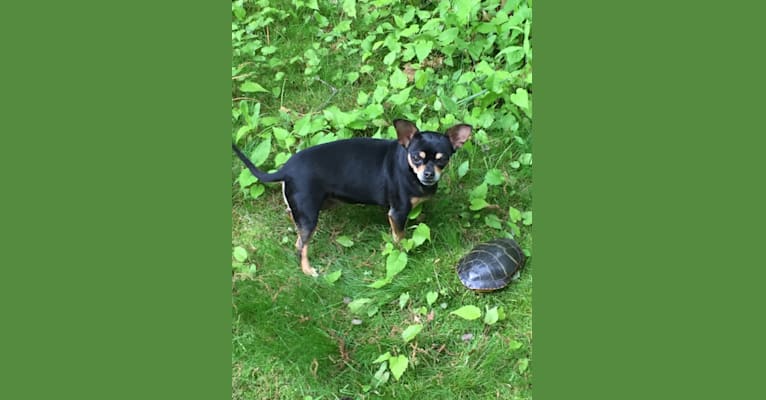 Photo of Coco, a Chihuahua  in Sutton, Massachusetts, USA