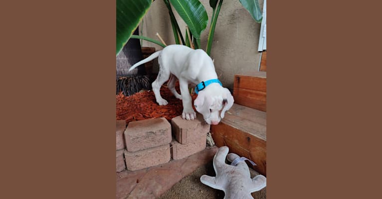 Urso, a Great Dane tested with EmbarkVet.com