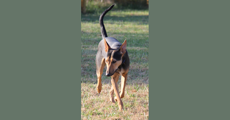 Kuno, a South Asian Village Dog tested with EmbarkVet.com