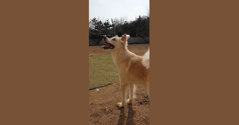SAN, an East Asian Village Dog and Cocker Spaniel mix tested with EmbarkVet.com