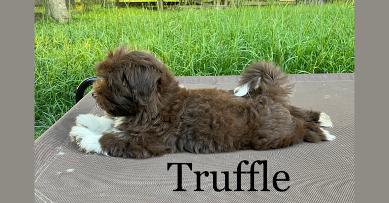 Truffle a dog tested with EmbarkVet.com