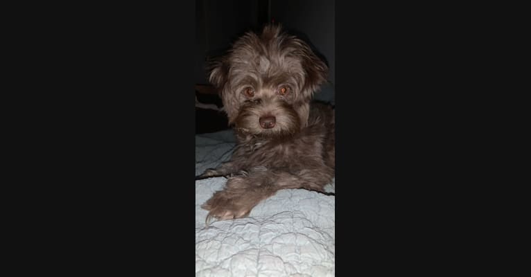 Winston, a Chihuahua and Pomeranian mix tested with EmbarkVet.com