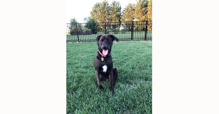 Photo of NEVILLE, an American Pit Bull Terrier, Plott, and Mixed mix in North Carolina, USA