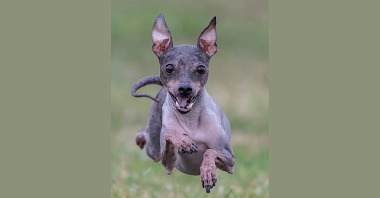 Lucy, an American Hairless Terrier tested with EmbarkVet.com