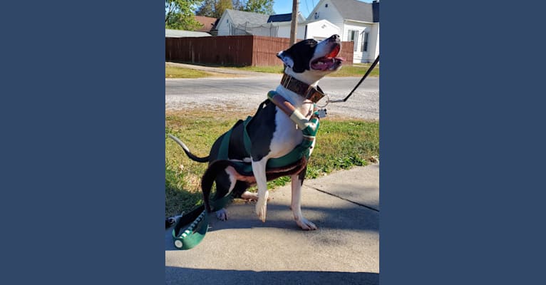 Photo of GANT'S OG RUDEBOY "ROCKY", an American Pit Bull Terrier and American Staffordshire Terrier mix in Illinois, USA