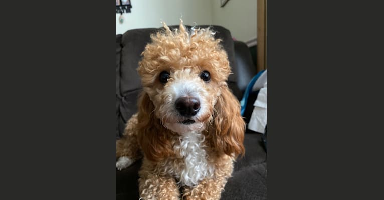 Cutie Pie, a Poodle (Small) and Bichon Frise mix tested with EmbarkVet.com