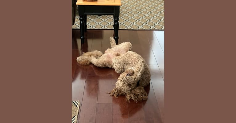 Photo of Charlie, a Goldendoodle  in Pomona, CA, USA