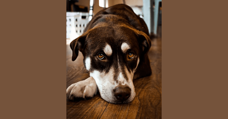 Photo of Brownie, a Siberian Husky, American Pit Bull Terrier, and Labrador Retriever mix in Yanceyville, North Carolina, USA