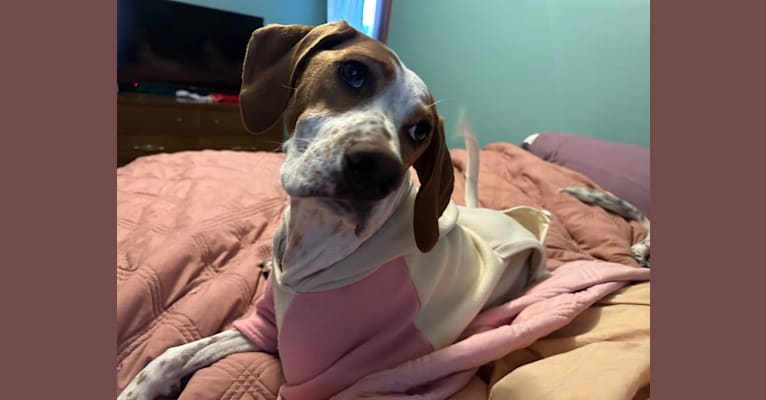 Texie, a Pointer and Llewellin Setter mix tested with EmbarkVet.com