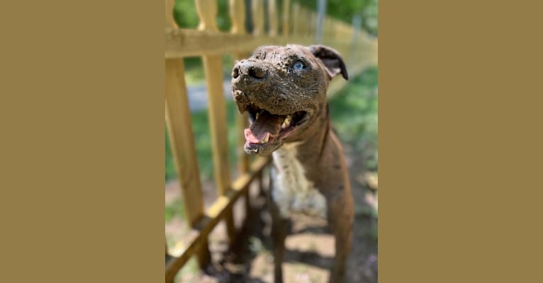 Photo of Atticus, an Australian Cattle Dog, American Pit Bull Terrier, American Staffordshire Terrier, Boxer, and Mixed mix in Alabama, USA