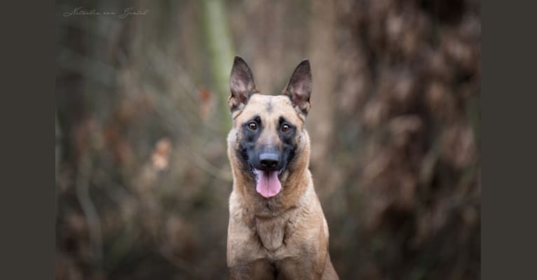 Winny, a Belgian Shepherd tested with EmbarkVet.com