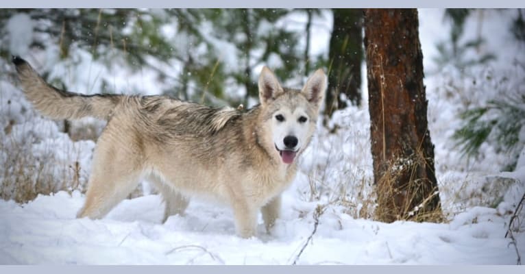 Florin, an Alaskan Malamute and German Shepherd Dog mix tested with EmbarkVet.com