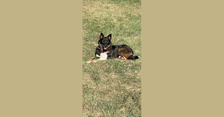 Photo of Bella, a Norwegian Elkhound, Miniature/MAS-type Australian Shepherd, Australian Shepherd, and Mixed mix in Lancaster, Pennsylvania, USA