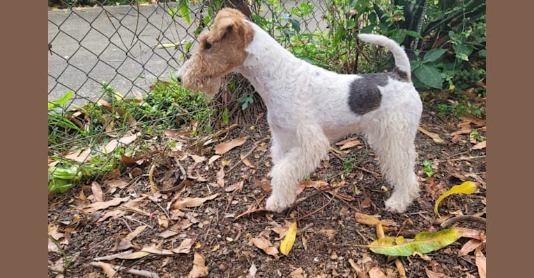 Lani, a Wire Fox Terrier tested with EmbarkVet.com