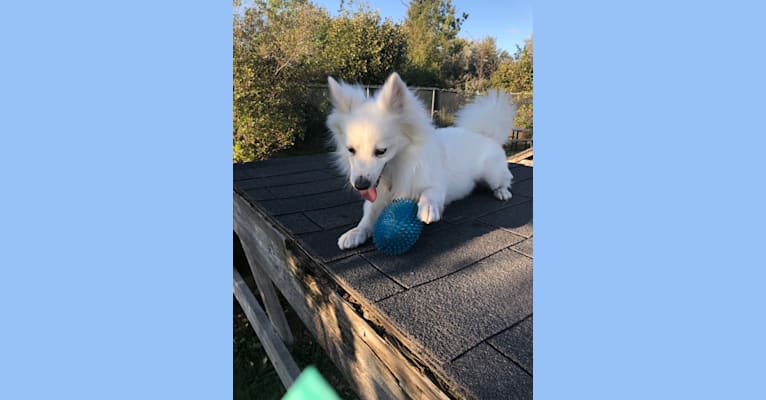 Photo of CANDY, an American Eskimo Dog  in Toronto, ON, Canada